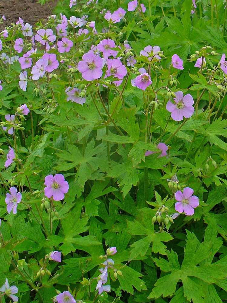 wild_geranium